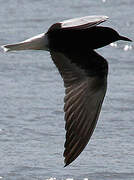 White-winged Tern