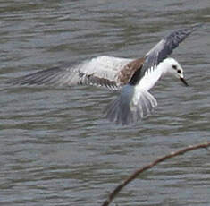 Guifette leucoptère