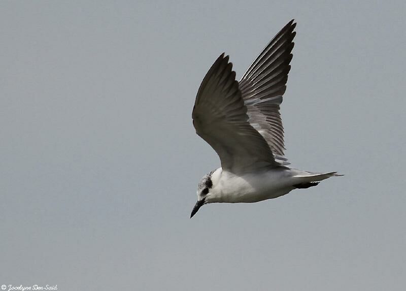 Whiskered Tern