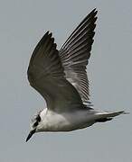 Whiskered Tern