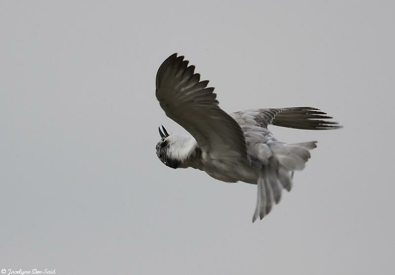 Whiskered Tern