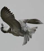 Whiskered Tern