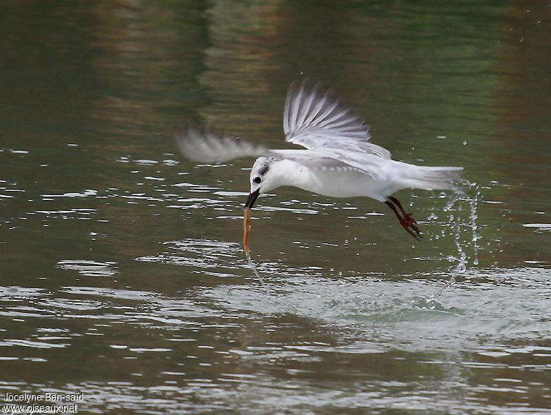 Guifette moustacadulte internuptial, régime, pêche/chasse