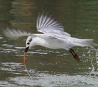 Whiskered Tern