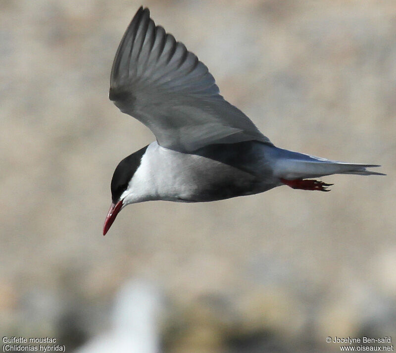 Whiskered Tern