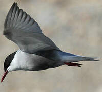 Whiskered Tern