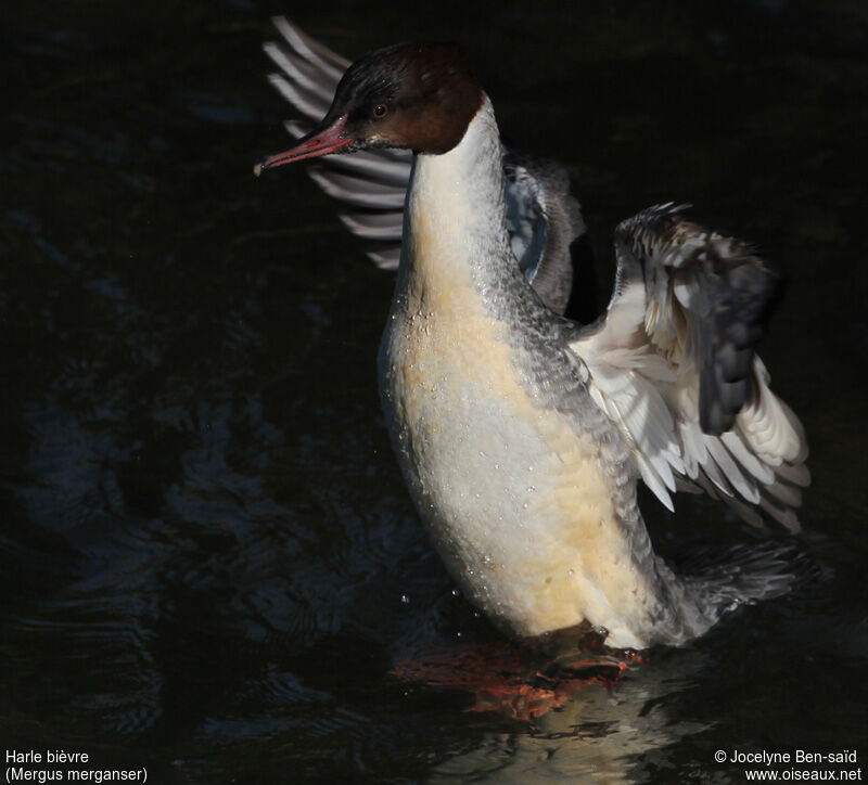 Common Merganser male First year