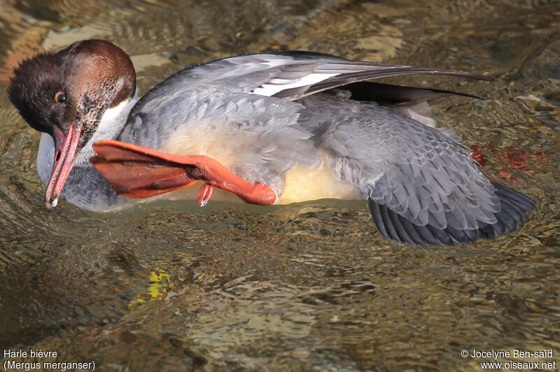 Common Merganser male First year