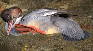 Common Merganser