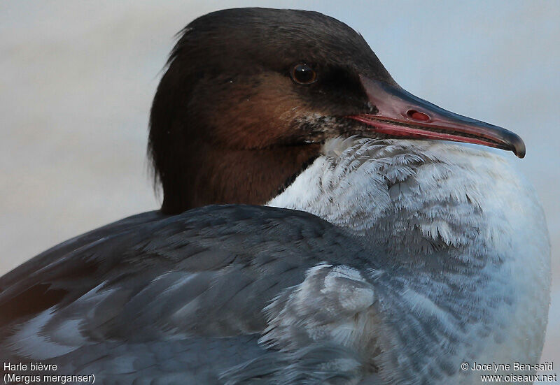 Common Merganser male Second year