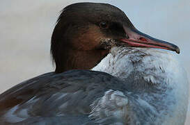 Common Merganser