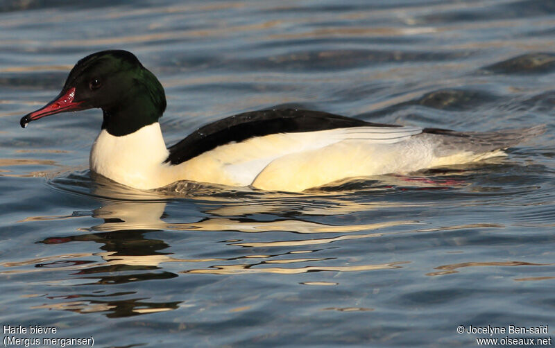 Common Merganser male