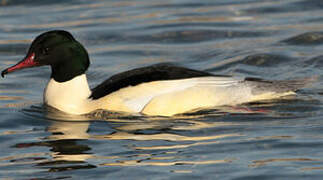 Common Merganser