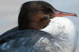 Common Merganser