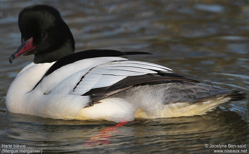 Common Merganser male