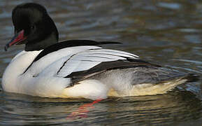 Common Merganser