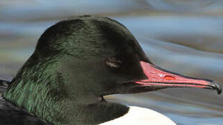 Common Merganser