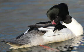 Common Merganser