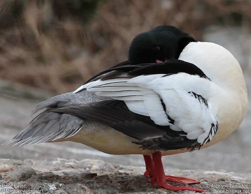 Common Merganser male