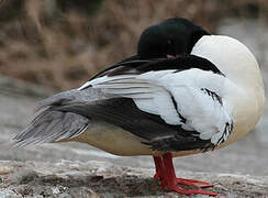 Common Merganser