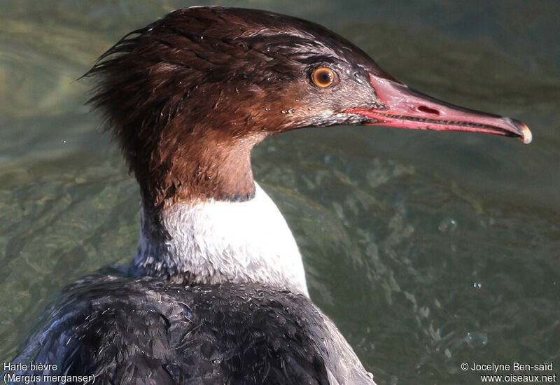 Common Merganser male First year