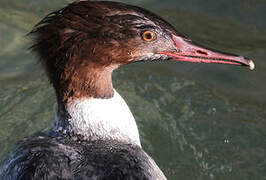 Common Merganser