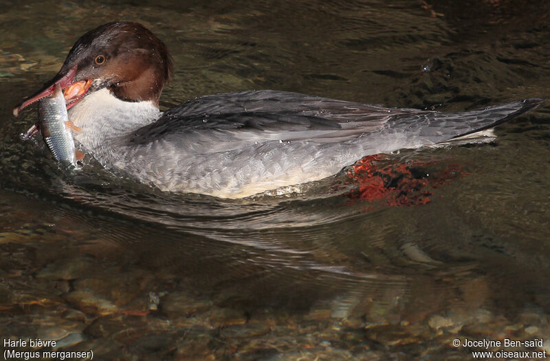 Common Merganser male First year