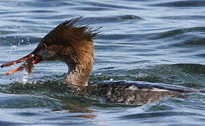 Red-breasted Merganser