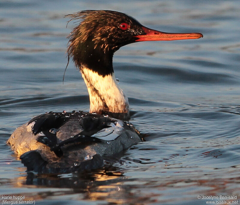 Red-breasted Merganser male