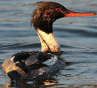 Red-breasted Merganser