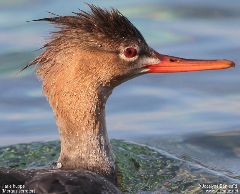 Red-breasted Merganser