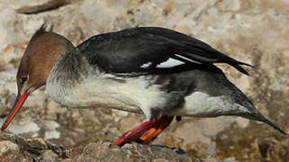 Red-breasted Merganser