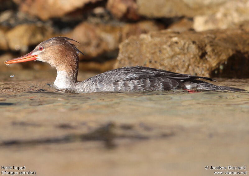 Red-breasted Merganser