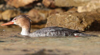 Red-breasted Merganser