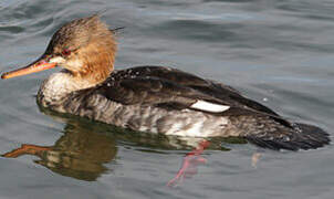 Red-breasted Merganser