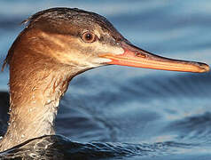 Red-breasted Merganser