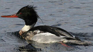 Red-breasted Merganser