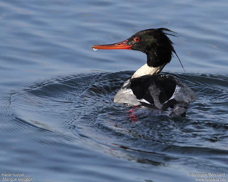 Red-breasted Merganser male