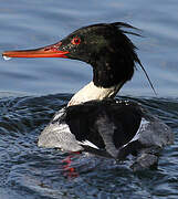 Red-breasted Merganser