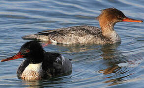 Red-breasted Merganser