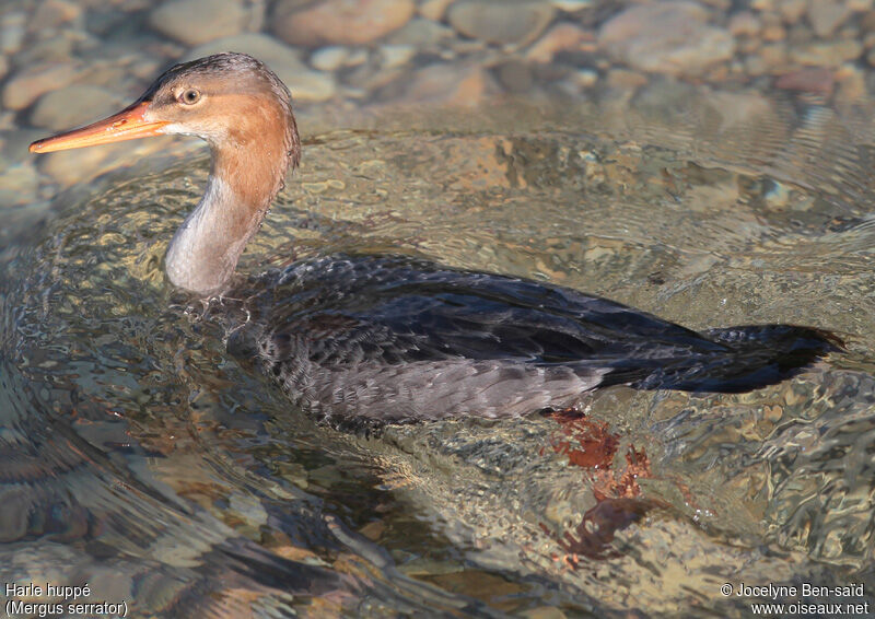 Red-breasted Merganser