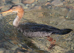 Red-breasted Merganser