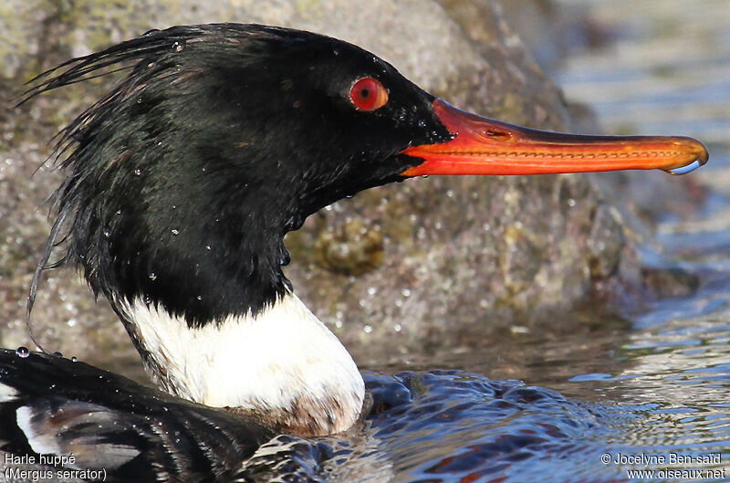 Red-breasted Merganser male