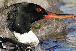 Red-breasted Merganser