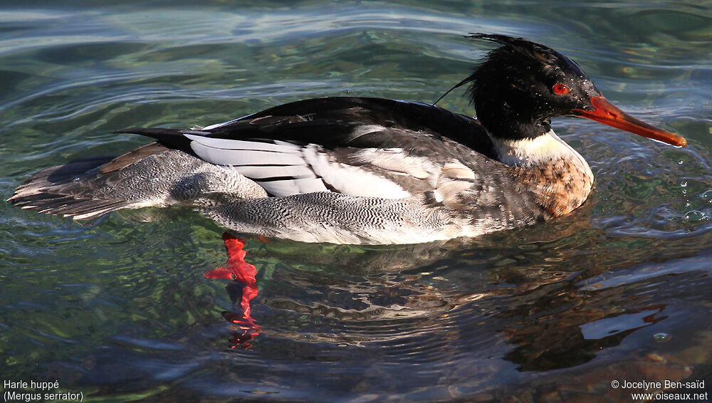 Red-breasted Merganser male