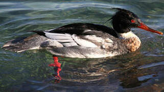 Red-breasted Merganser