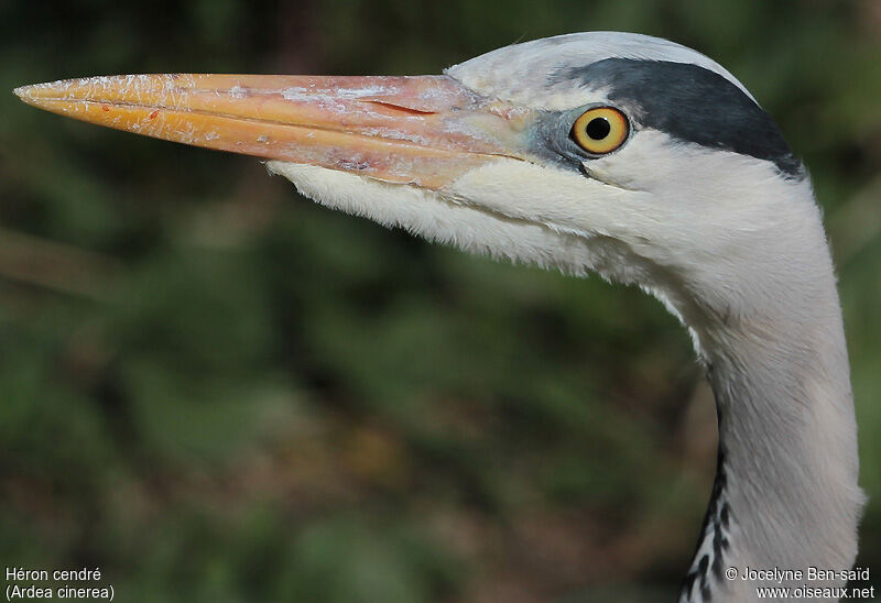 Grey Heron