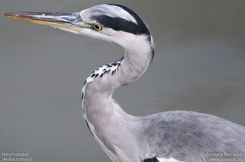 Grey Heron