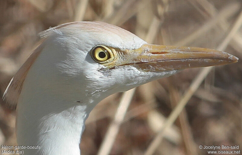 Western Cattle Egret