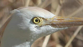 Western Cattle Egret